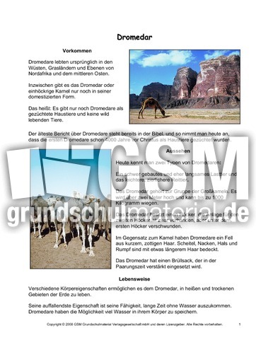 Dromedar-Steckbrief-Seite-1.pdf